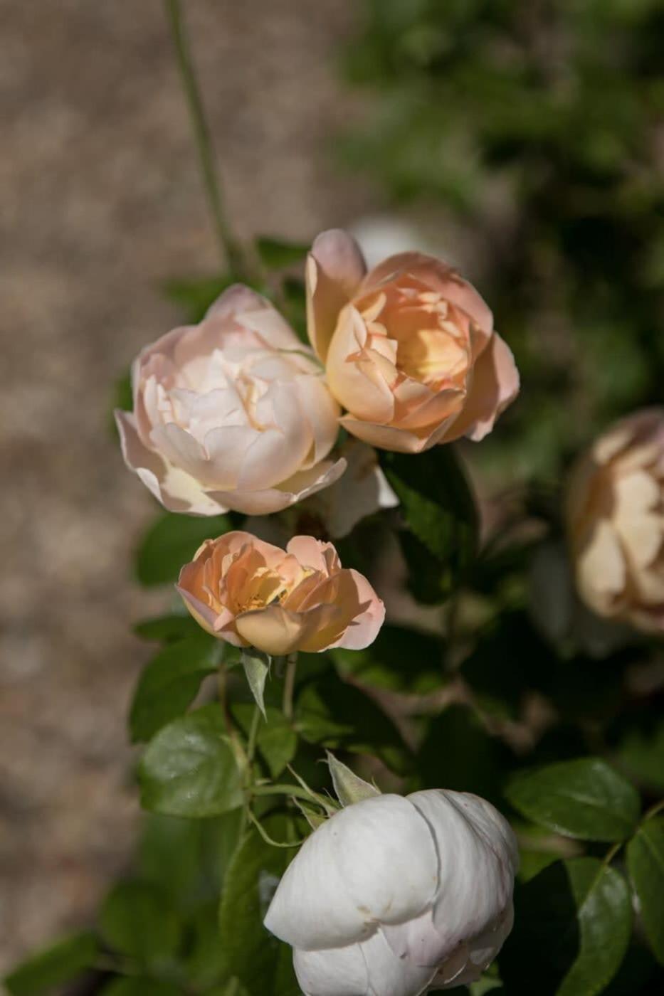 Two Rose Walk Cottage Cotswolds Moreton-in-Marsh Zewnętrze zdjęcie